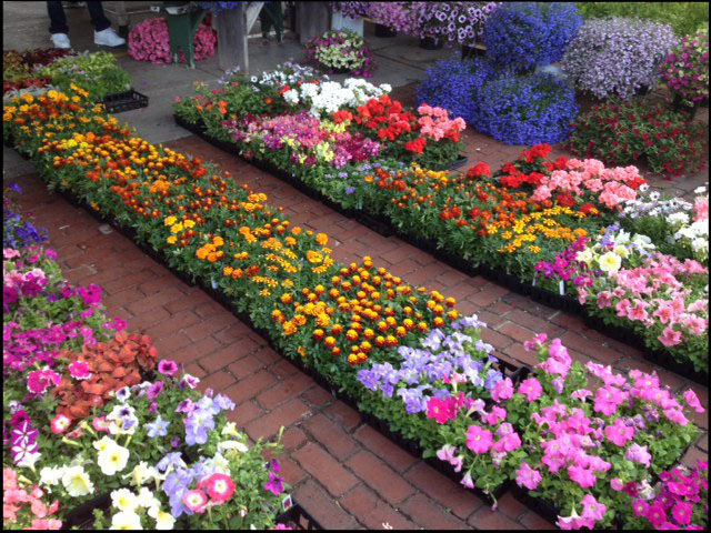 Image of annuals 16.jpg