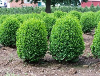 Image of boxwoods.jpg