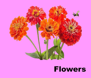 Image of flash header 2021 ggs.gif