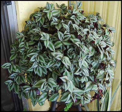 Image of hanging baskets 13.jpg