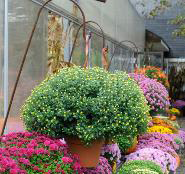 Image of mums 19.jpg