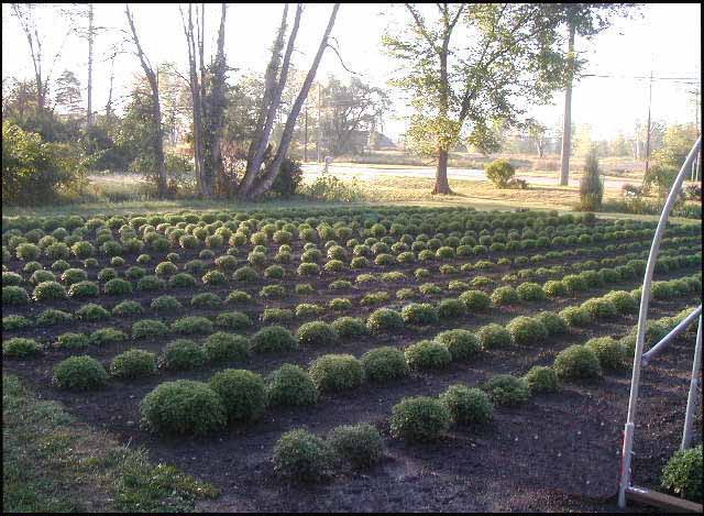 Image of mums 20.jpg