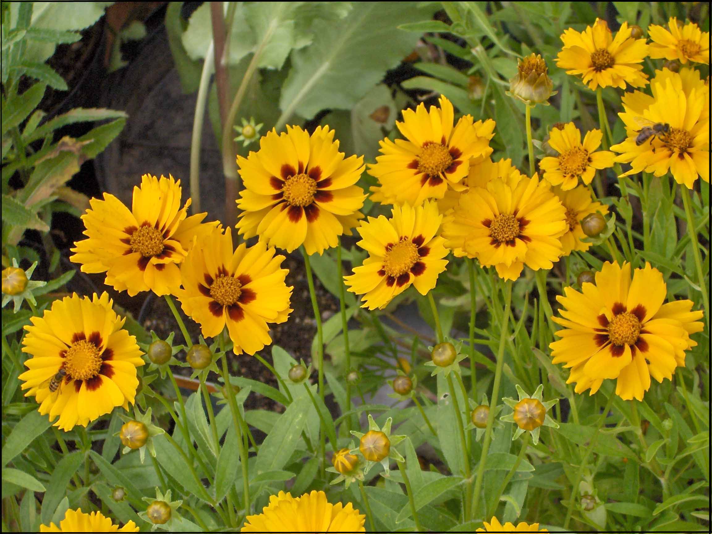 Image of perennials 17.jpg