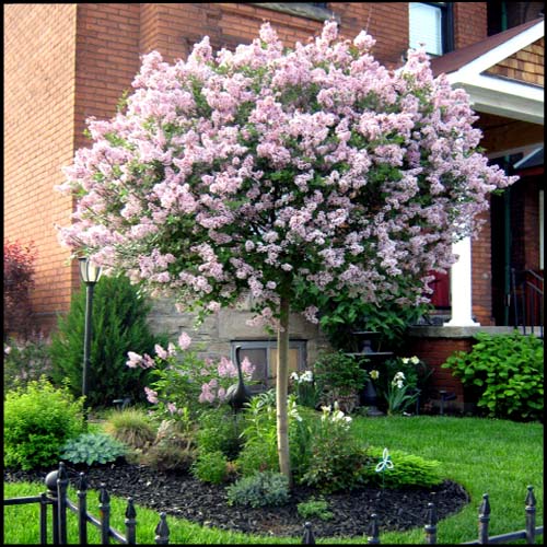 Image of tree 10.jpg