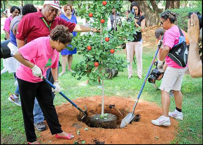 Image of tree 14.jpg